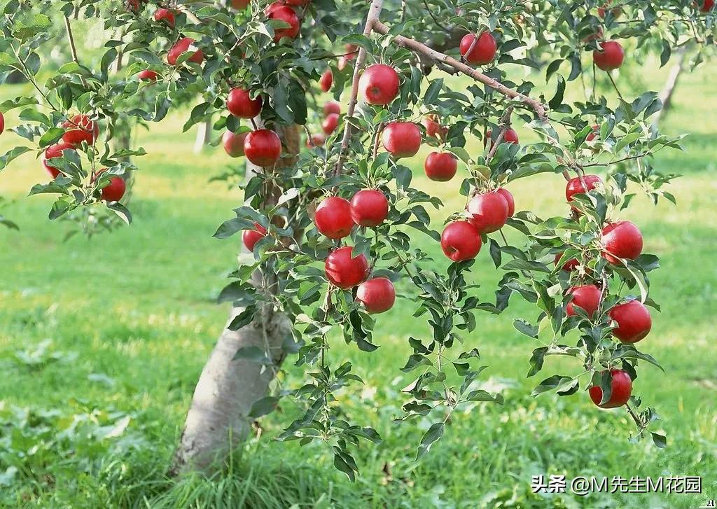 各种颜色的水果蔬菜有何作用,不同颜色水果和蔬菜的功效