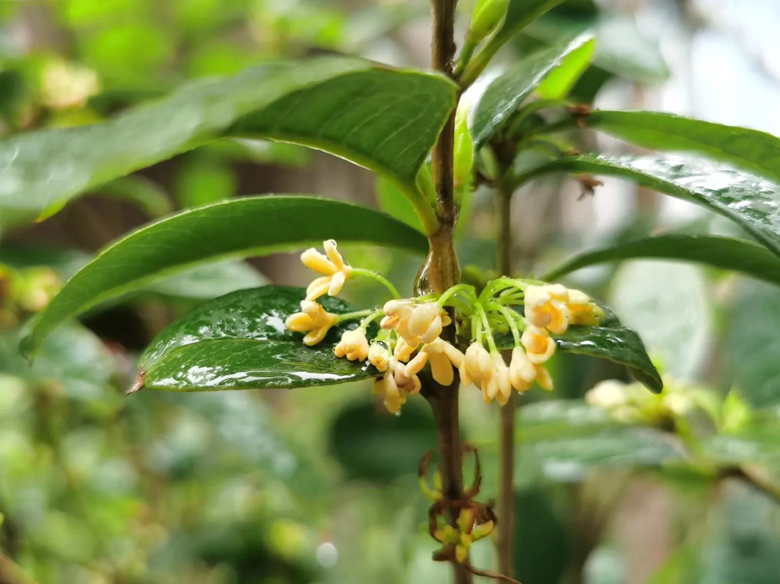 赏花旅游种什么花,春季去公园踏青上百种花让人眼花