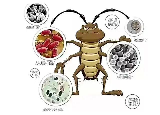 家里小强太多怎么消灭,家里的小强怎么防治