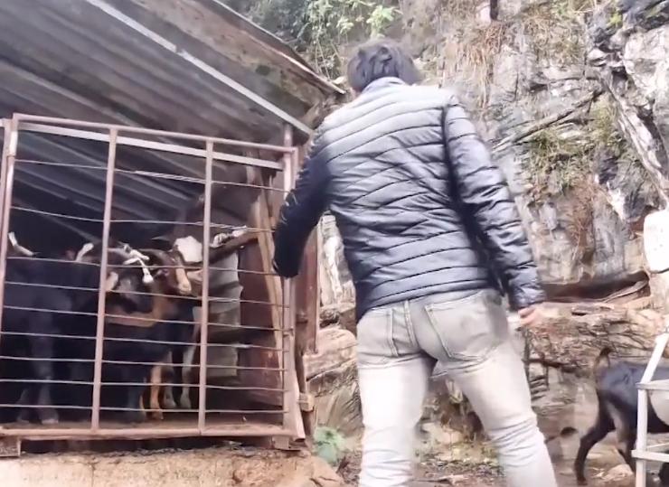 贵州一户人在悬崖上养羊,贵州蜗居13年在山上养羊