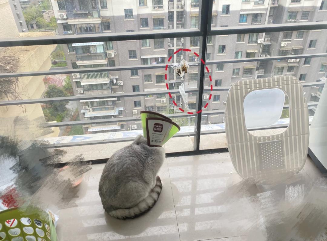 我家猫骂了一只鸟，被它追着喷了五天屎！网友：赶紧搬家吧...