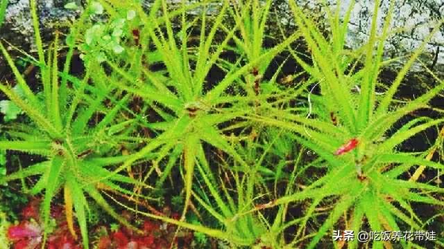 植物中的捕猎高手,植物界的捕猎大师