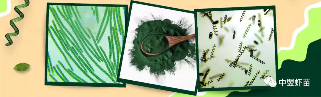 什么是螺旋藻？虾池添加螺旋藻的好处有哪些？养殖高手跟你揭露！