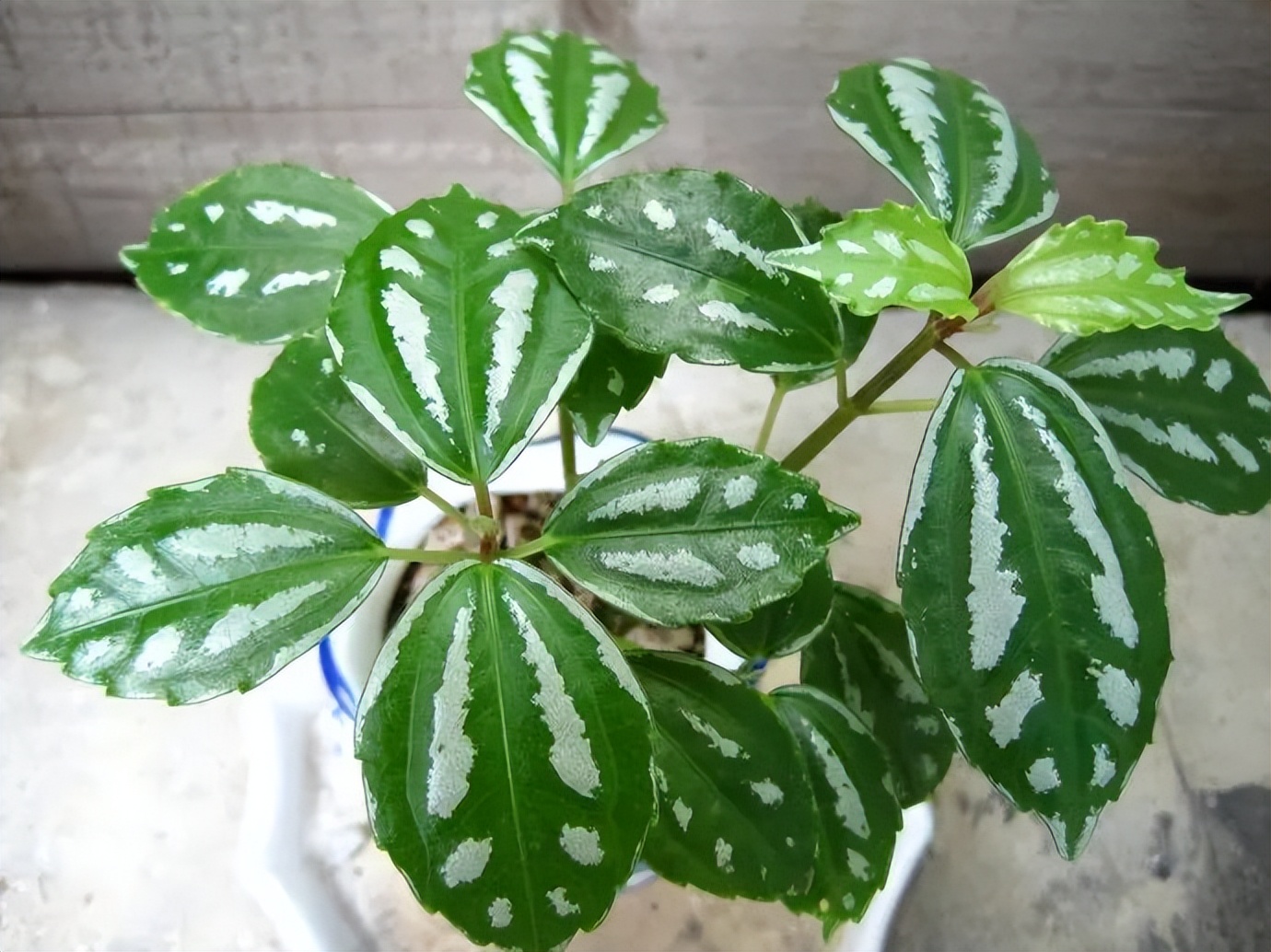 吸甲醛超强的十五种植物,新房如何种植去甲醛植物