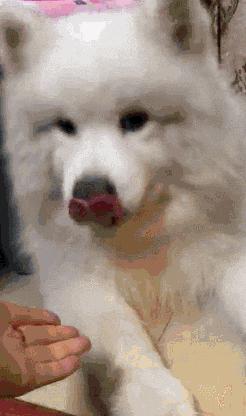 12星座各自都配什么狗狗,什么星座适合养什么狗狗