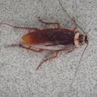 现在的养殖业什么最有发展前途,现在农村养殖业什么前景最好