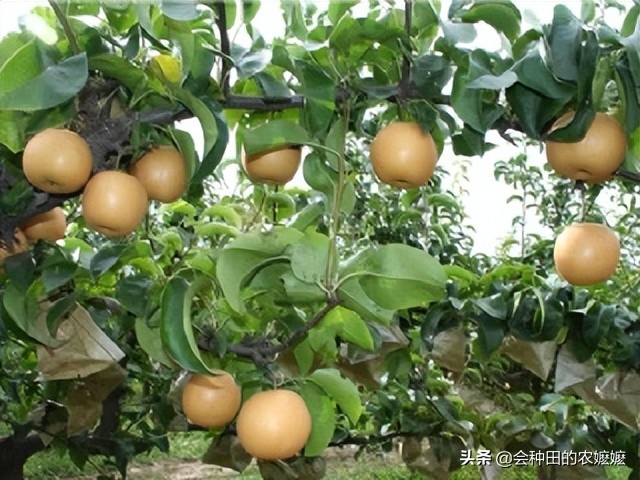 梨树种植注意5点产量高收益好,梨树果实膨大期施啥肥料最好杀菌