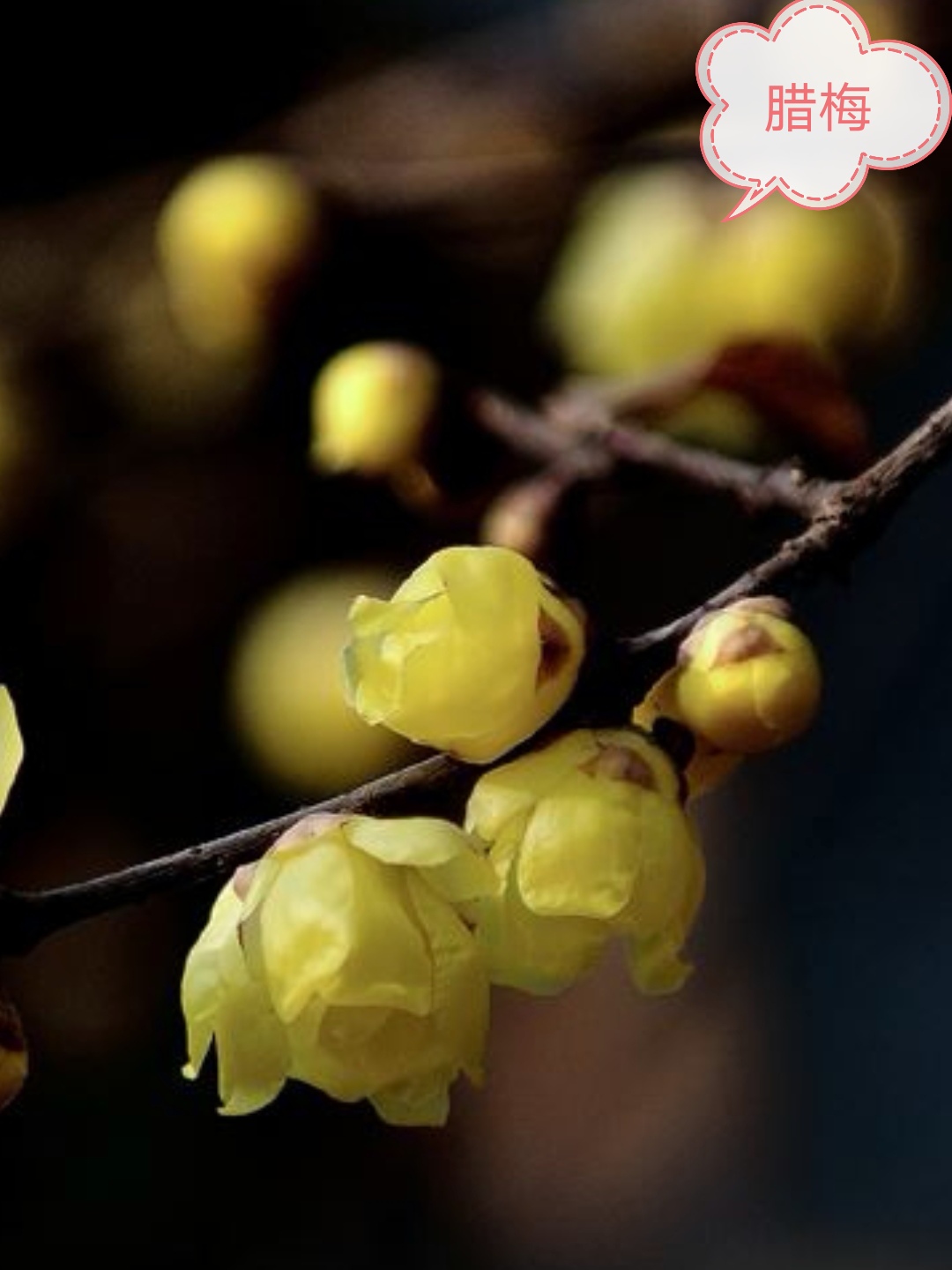 100种花草图片欣赏,50种花草图片大全