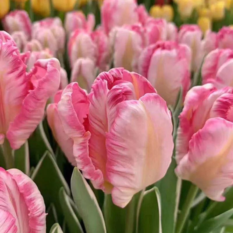 漂亮的郁金香随手一拍都是美景,春天的郁金香花海美得不可方物