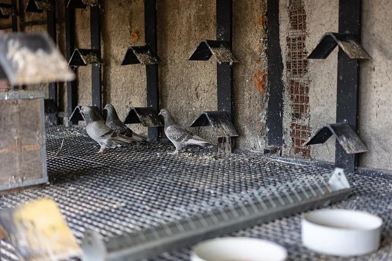 素食宠物食品,素食宠物零食有哪些品种