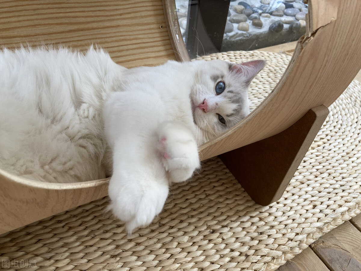 猫没食欲精神差吐黄水有泡沫,猫吐黄水里面有虫子要怎么办