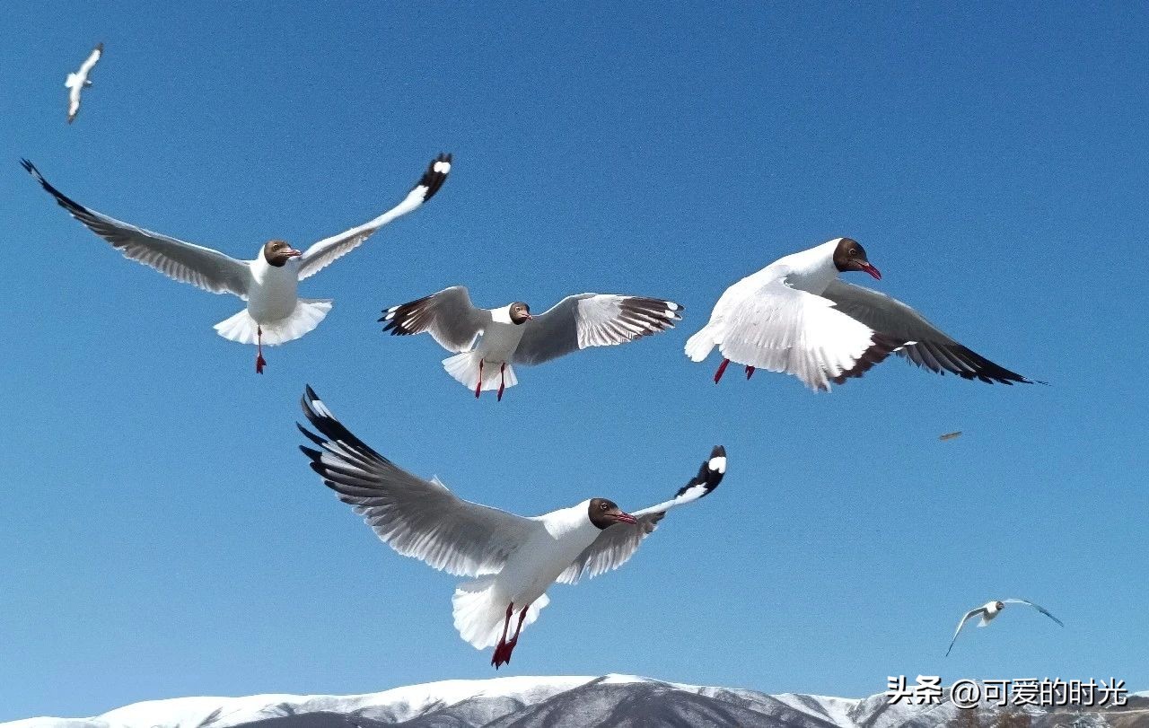青海湖茶卡盐湖敦煌丹霞嘉峪关,青海湖和茶卡盐湖在一个方向吗
