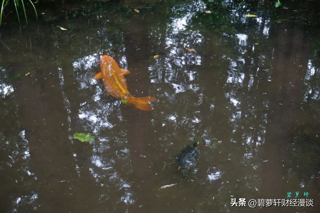 杭州虎跑公园旅游攻略,杭州虎山公园游玩攻略