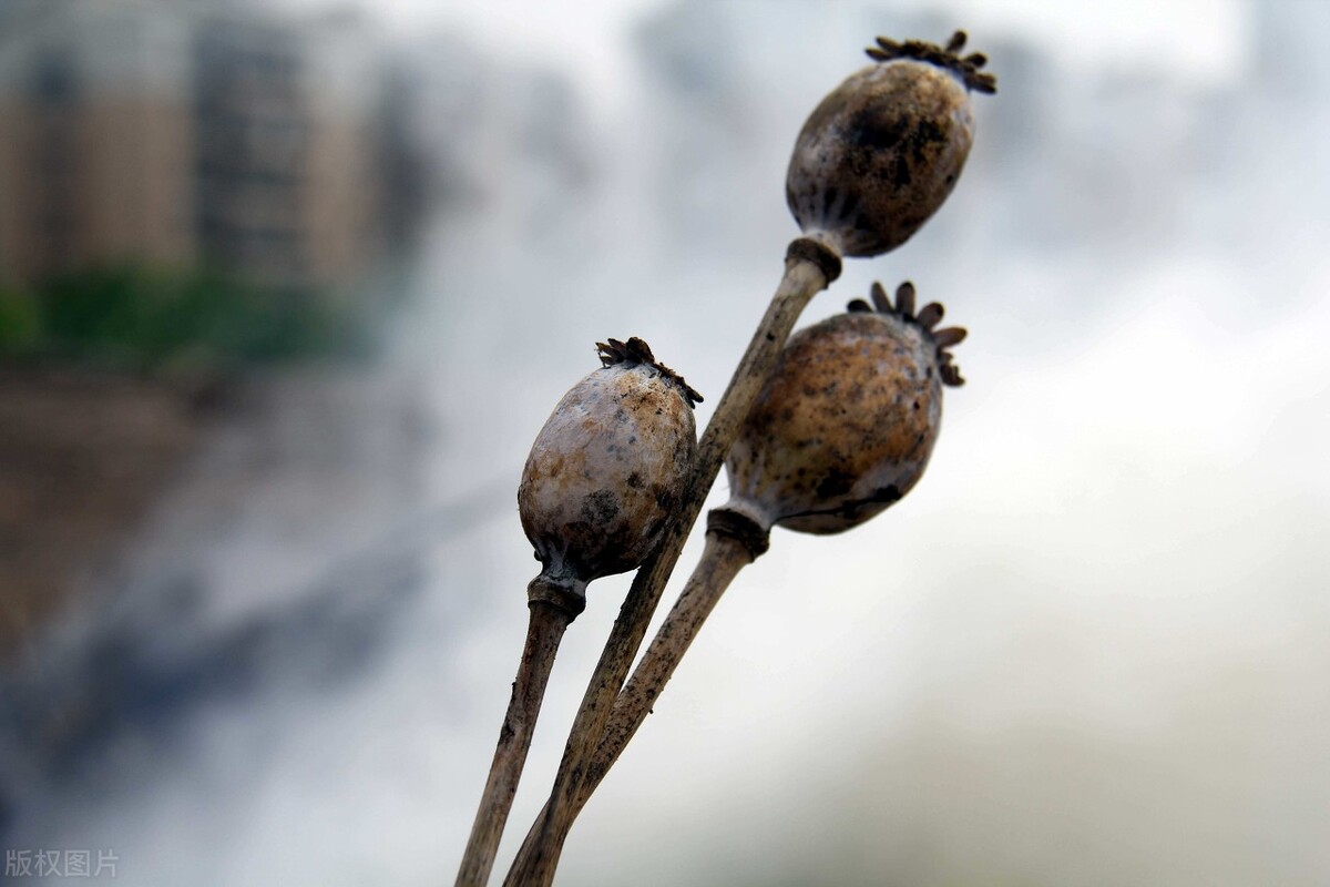 非法持有毒品罪是八大罪吗,刑法非法持有毒品罪第几条