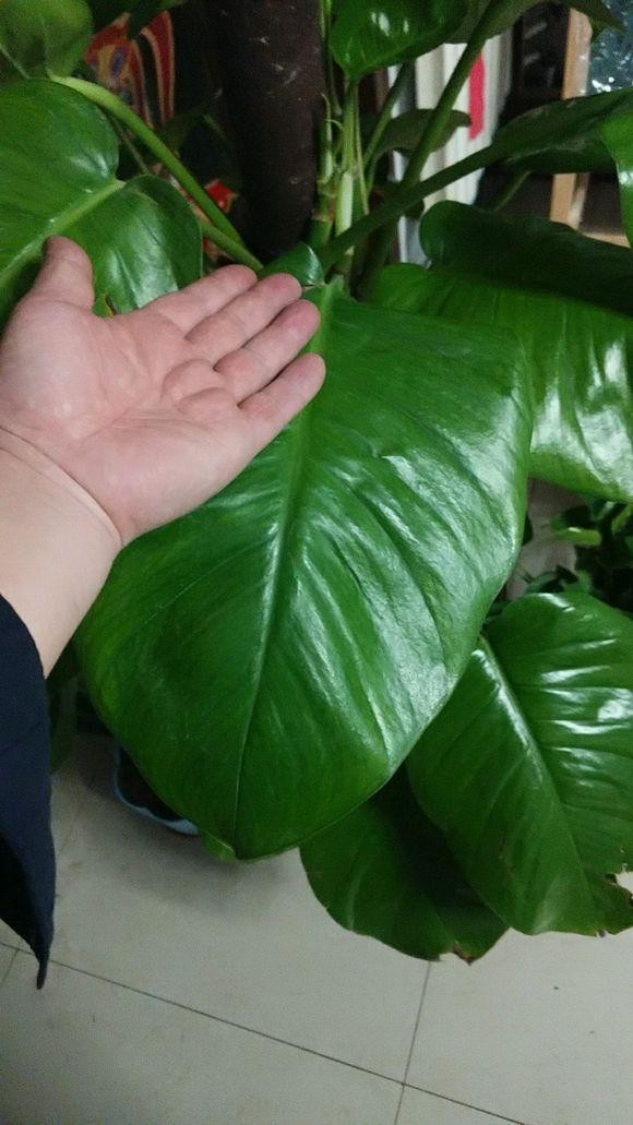 怎样制作绿萝柱长得快,绿萝怎么做成绿萝柱