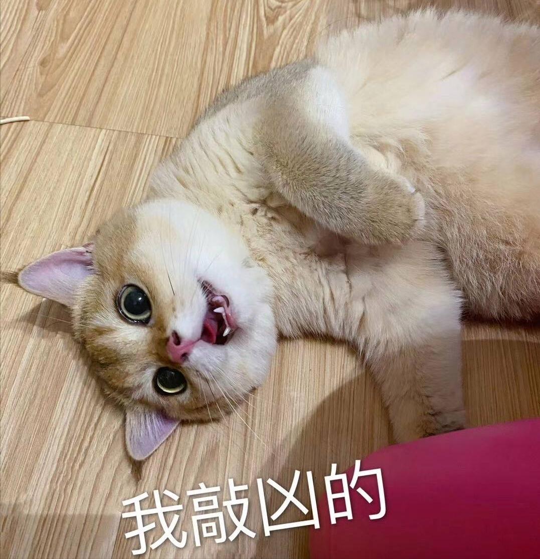 这几种猫真的不值得买越养越心累,这5种猫堪称白眼狼养了也白养