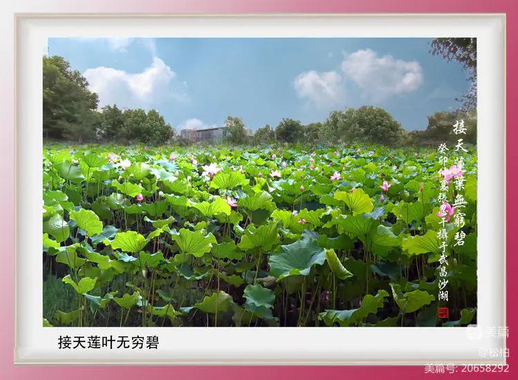 诗图战友情（九十五）荷花别样红