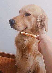 金毛犬最近吐怎么回事,金毛犬拉肚子呕吐怎么了