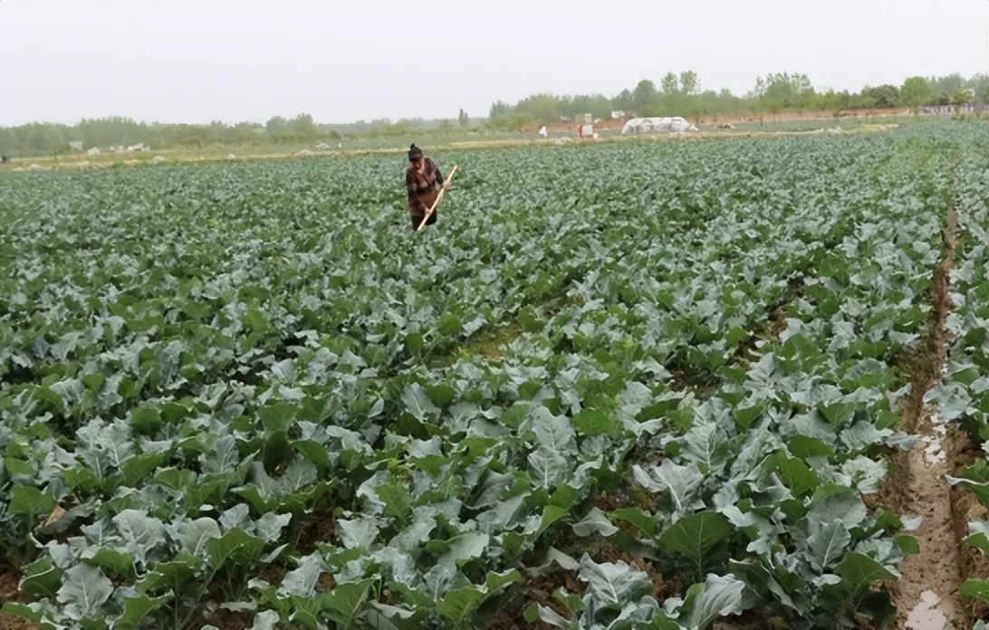 一包西兰花,中国西兰花种子突破