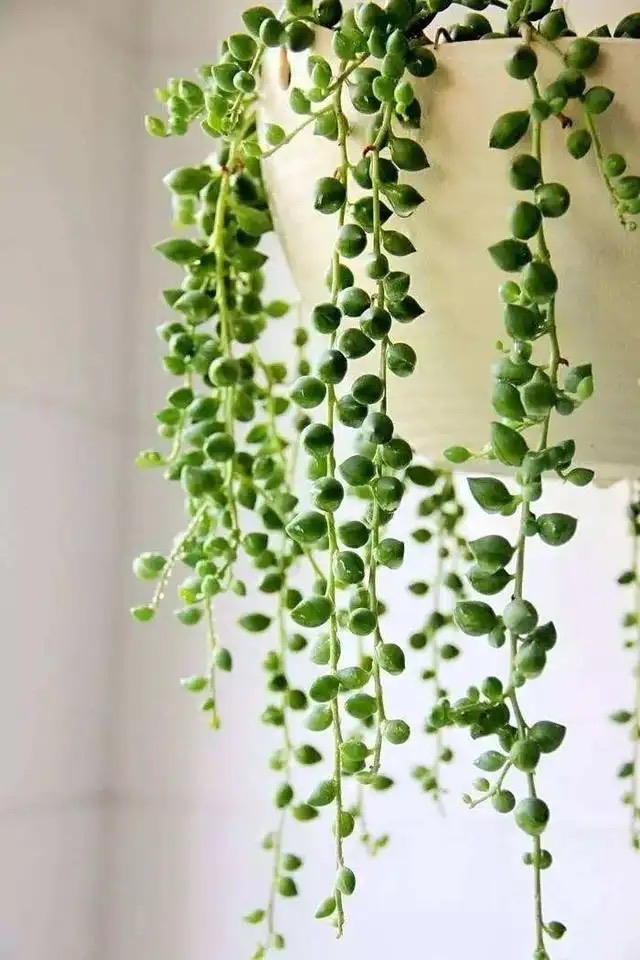 5种花漂亮又养人,5种花好养又漂亮