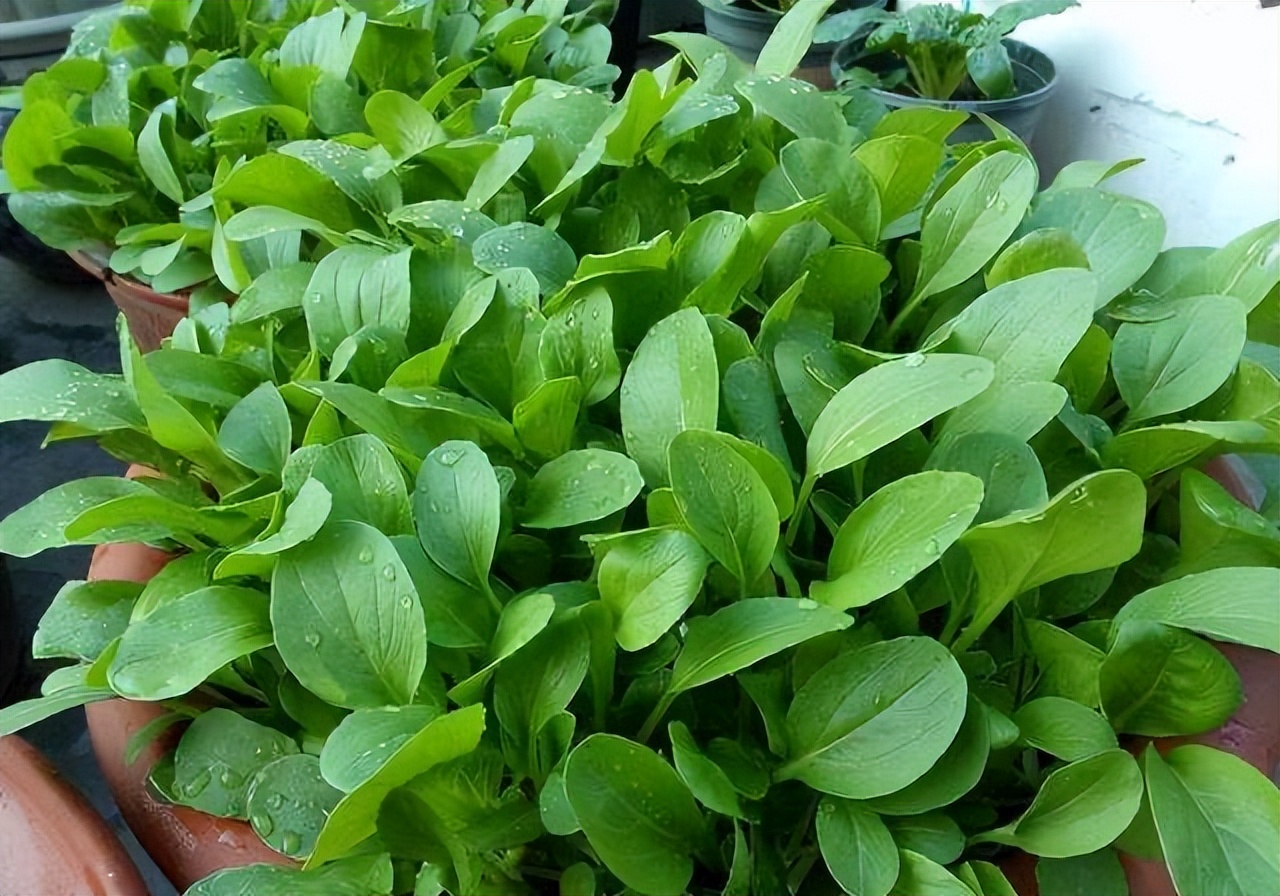 阳台种菜种什么最好活,阳台种菜种哪些长得比较快