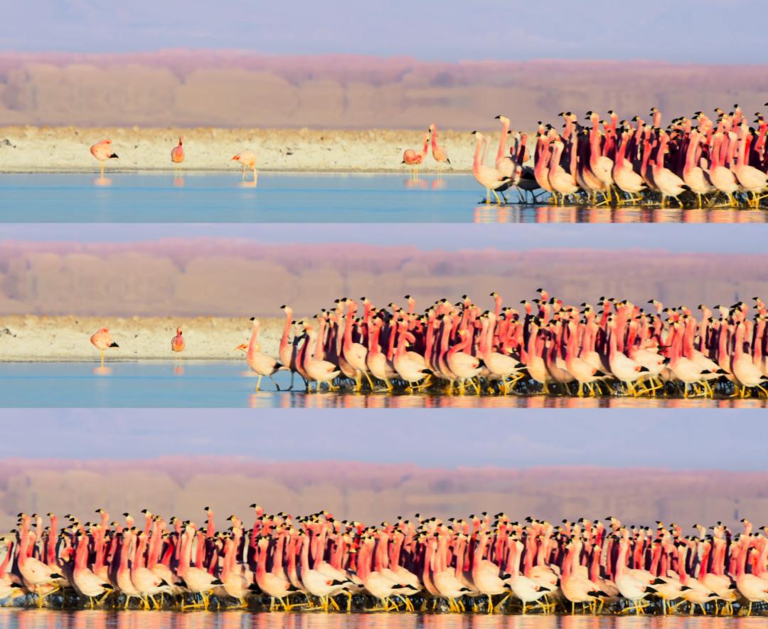 情人节攻略：大自然中的求偶杀手锏