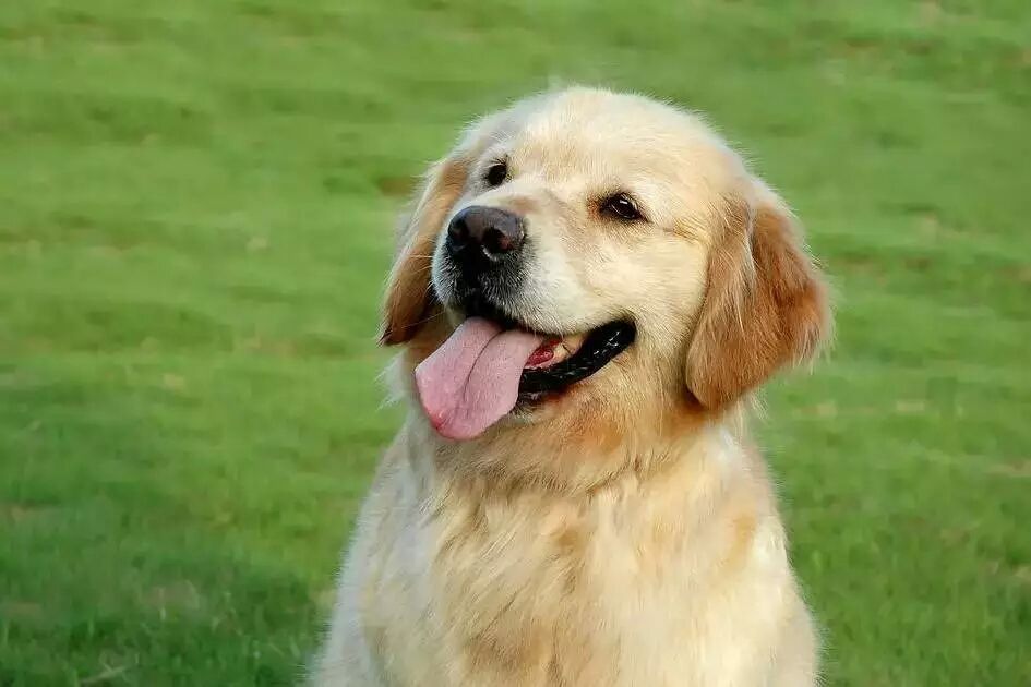 养金毛的好处和坏处,养金毛狗的好处