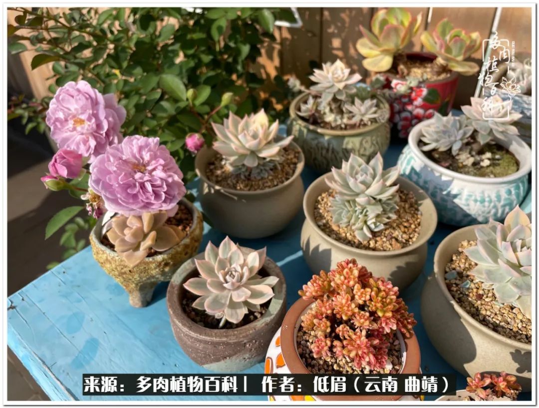 养了8年的多肉,养了七年多肉