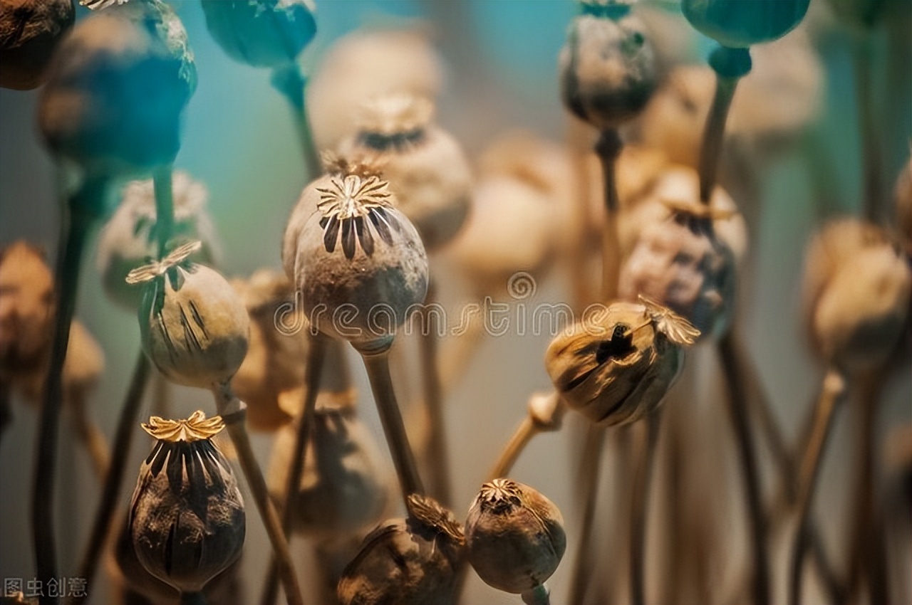 中药材近年来出口整体表现,中药材进出口现状