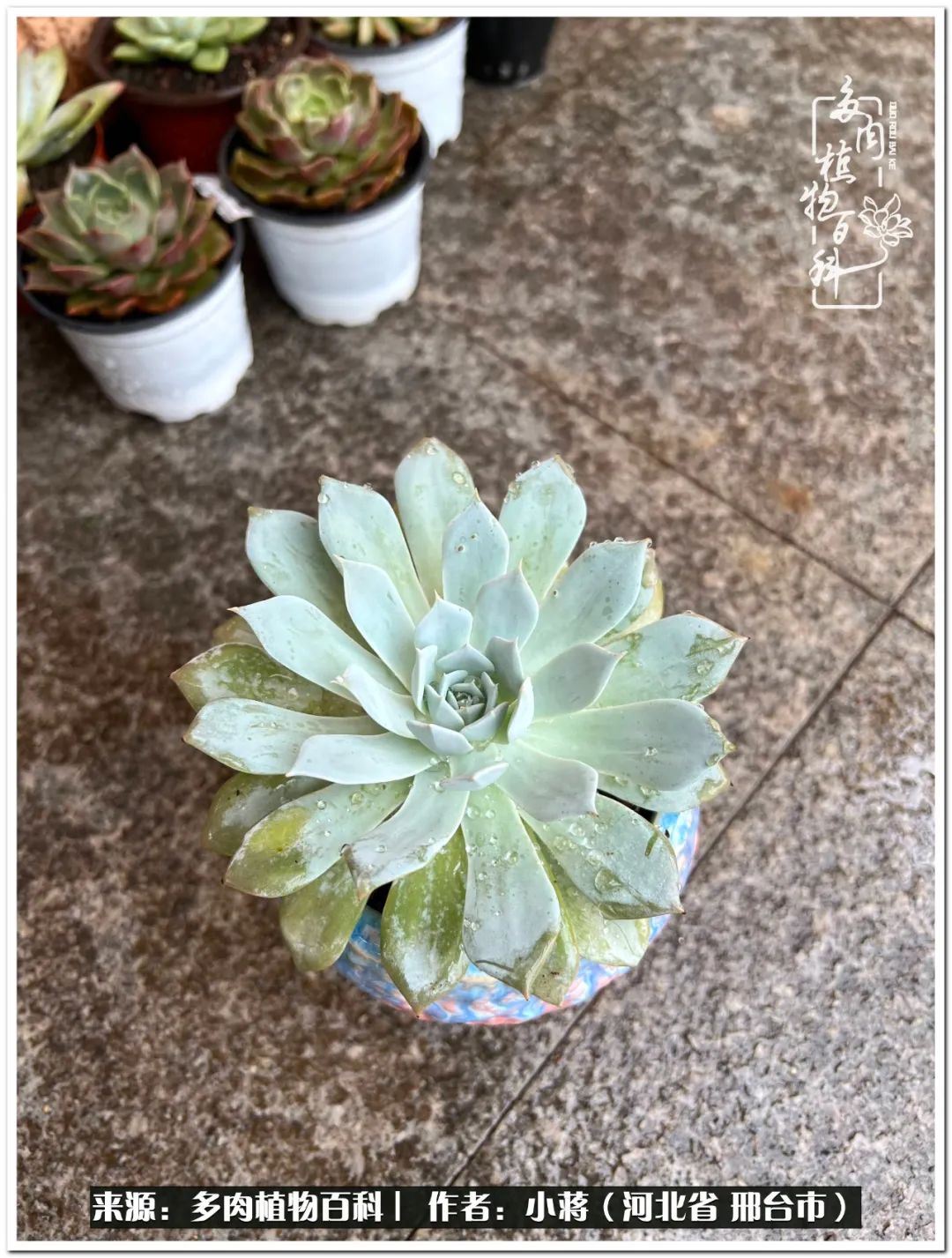 我与多肉植物之间的故事,我和多肉十二卷的故事100字