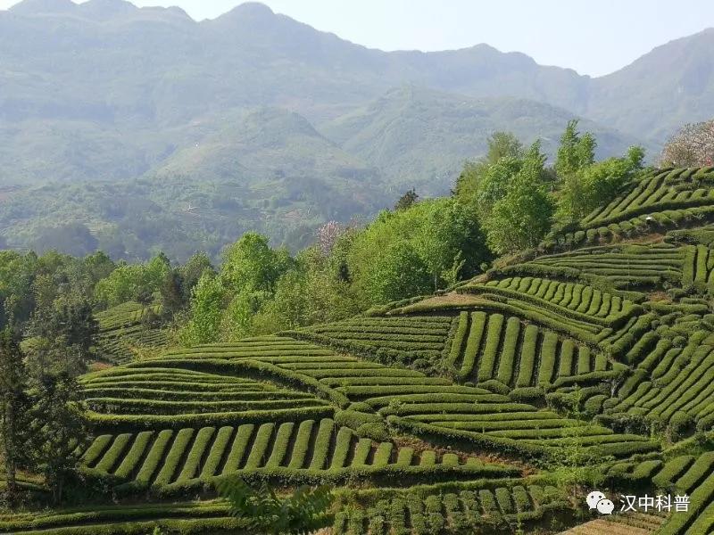 陕西汉中名茶,汉中茶叶加工制作全过程