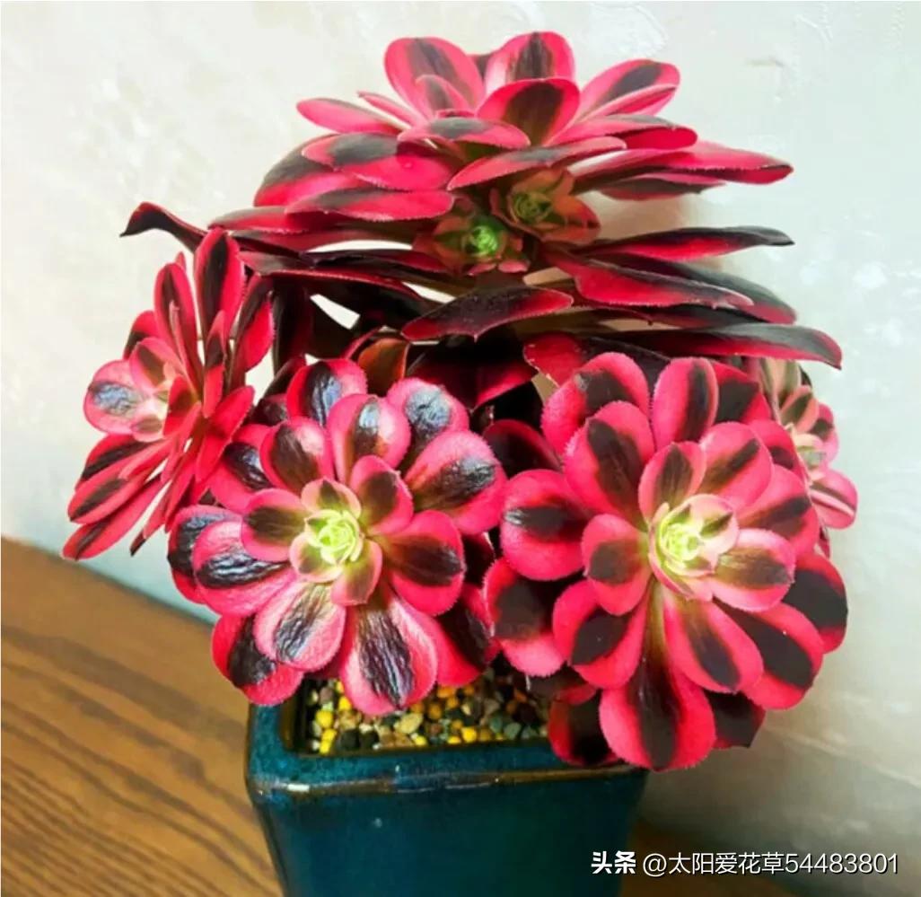 再买多肉，一定坚持5不选，不是误导，是过来人的经验教训