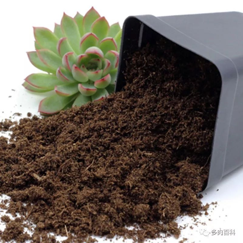 如何养护常见的多肉植物,刚入手的多肉植物怎么养护