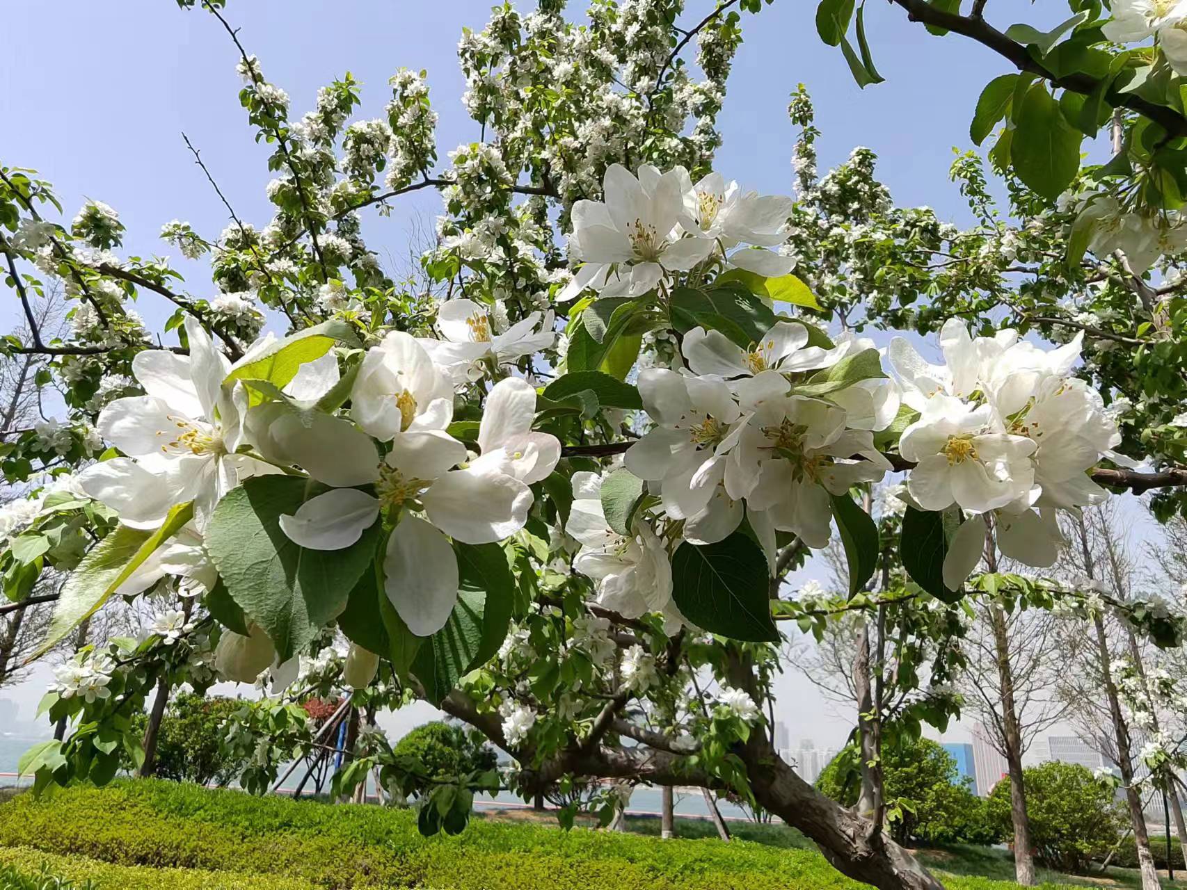 原创七绝春藏头诗,春吟新韵的七绝诗