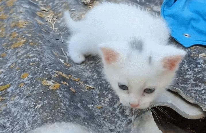 绑架小奶猫整蛊,绑架小奶猫