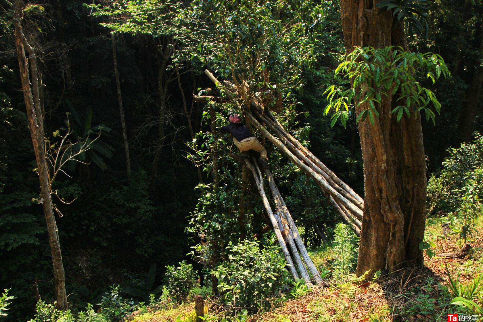 中茶黑茶哪款最好喝,黑茶好还是铁观音茶好