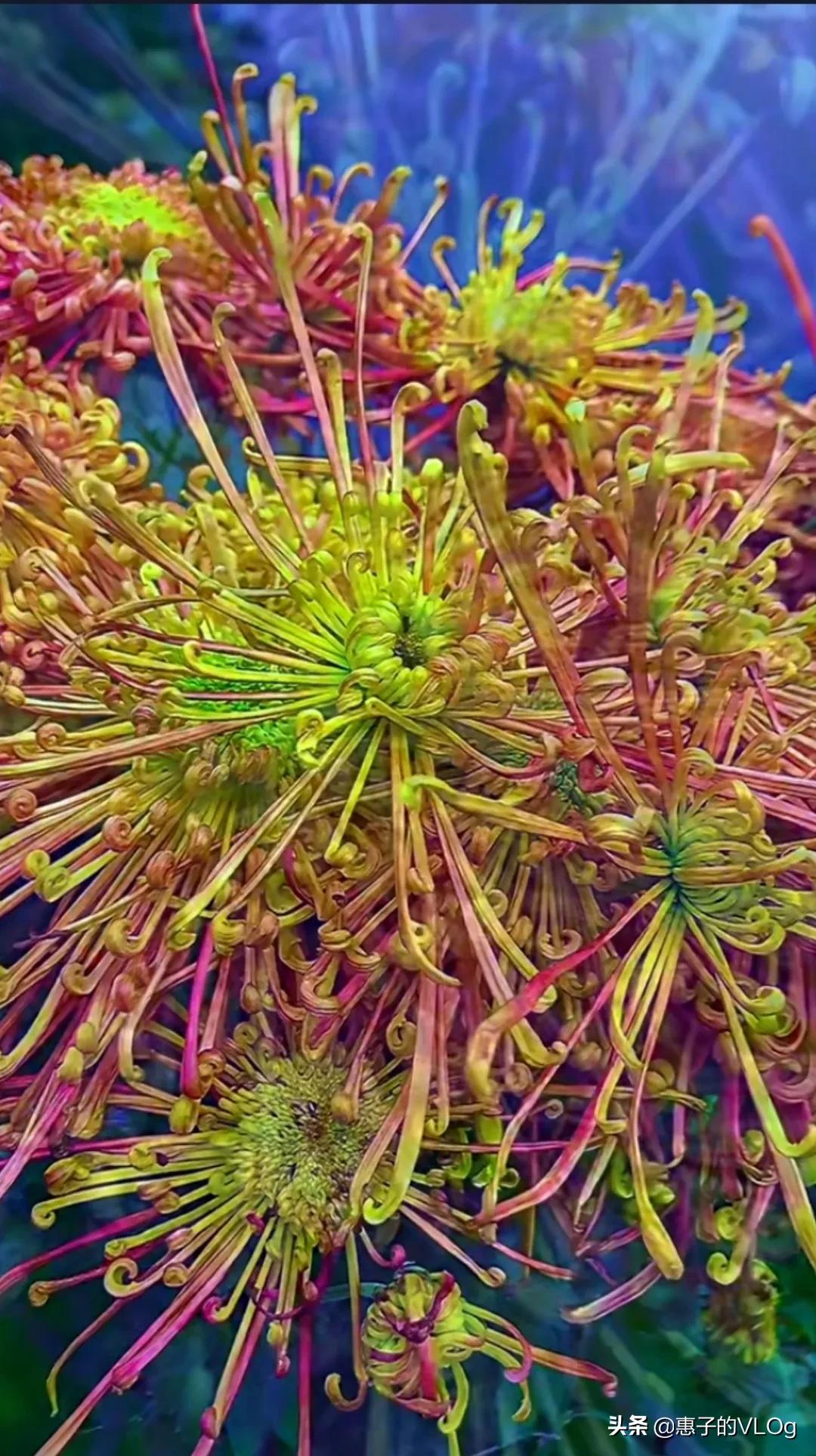 每朵花儿都有它盛开的意义,每一朵花开都有它的意义