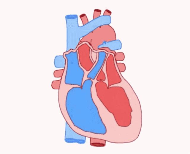为什么饮酒会诱发房颤,饮酒会诱发房颤吗
