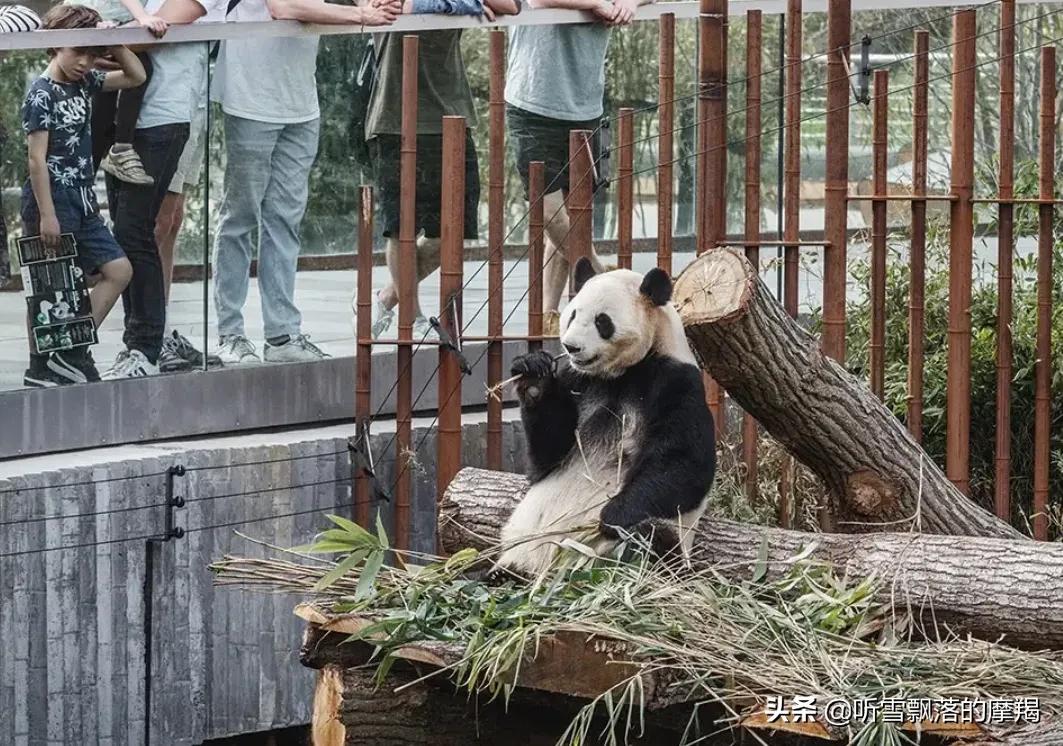 熊猫萌兰和花花在一个动物园吗,熊猫萌兰两岁就会偷奶爸的钥匙