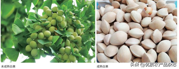 秋风起银杏叶黄,秋风起银杏黄原版