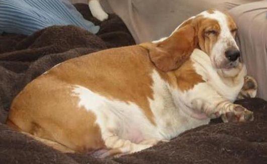 狗狗交配结束后,母狗为什么会攻击公狗?