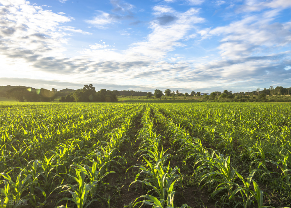为什么农村的土地那么重要,农村土地为什么有根