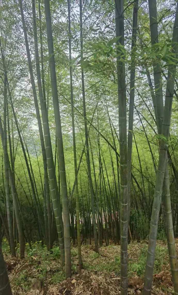 磐安乌石村免费景点,磐安乌石村夜景