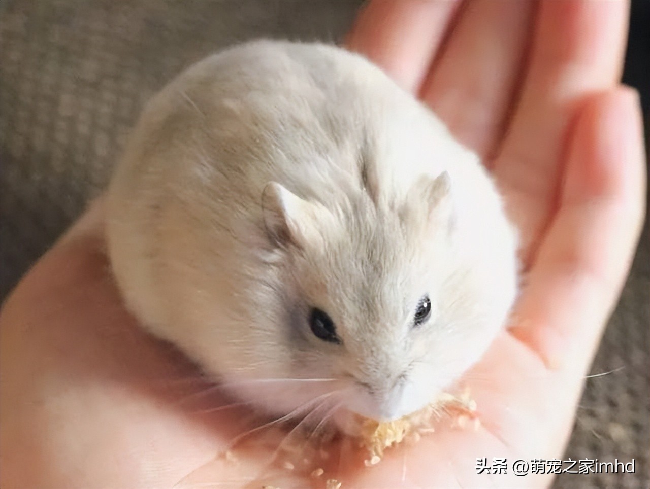 仓鼠胖了要减量喂食吗,仓鼠太胖了会不会影响什么