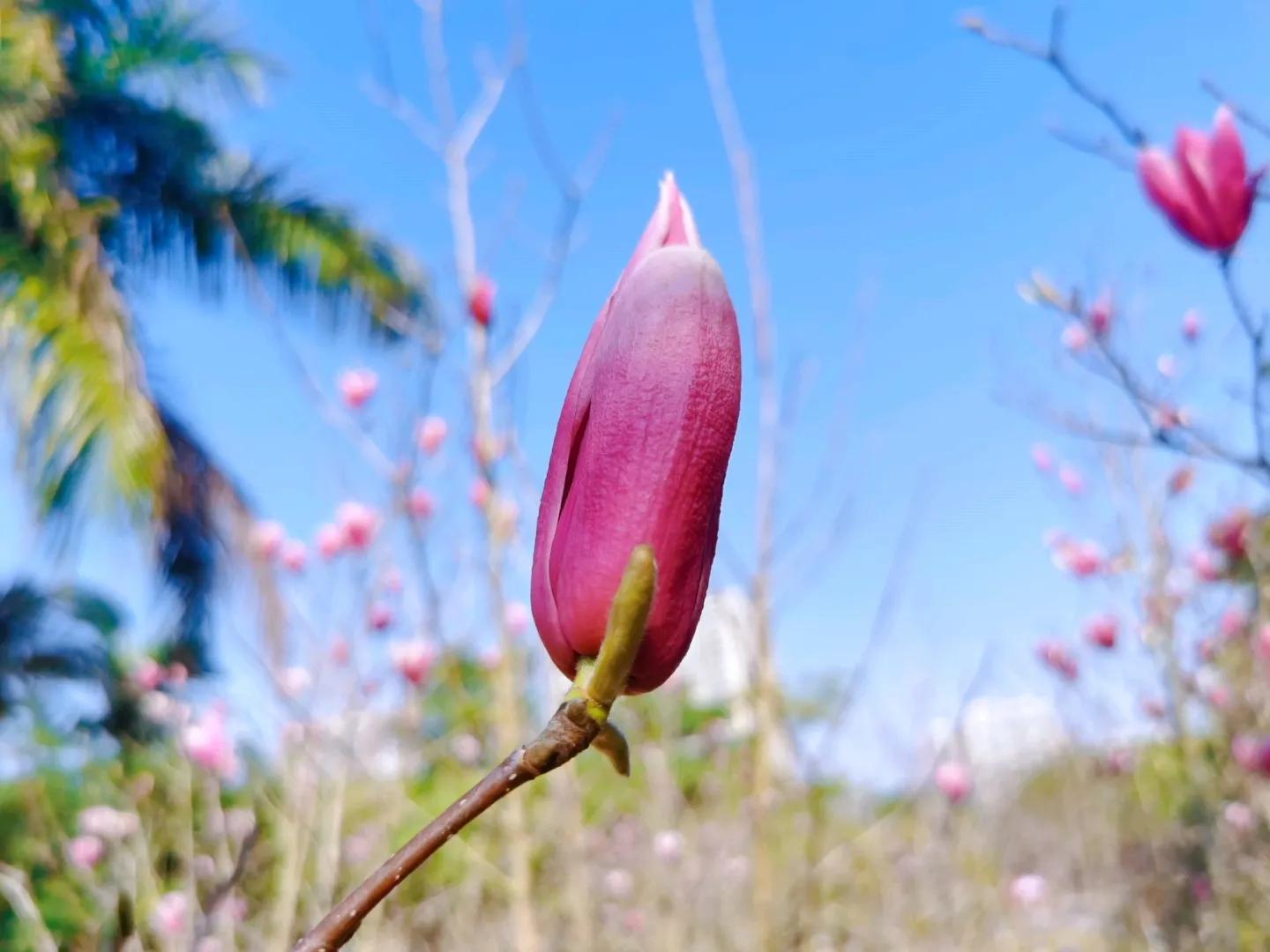 春夏之交，越来越多的花含苞欲放，这一百种娇媚蓓蕾真是美不胜收