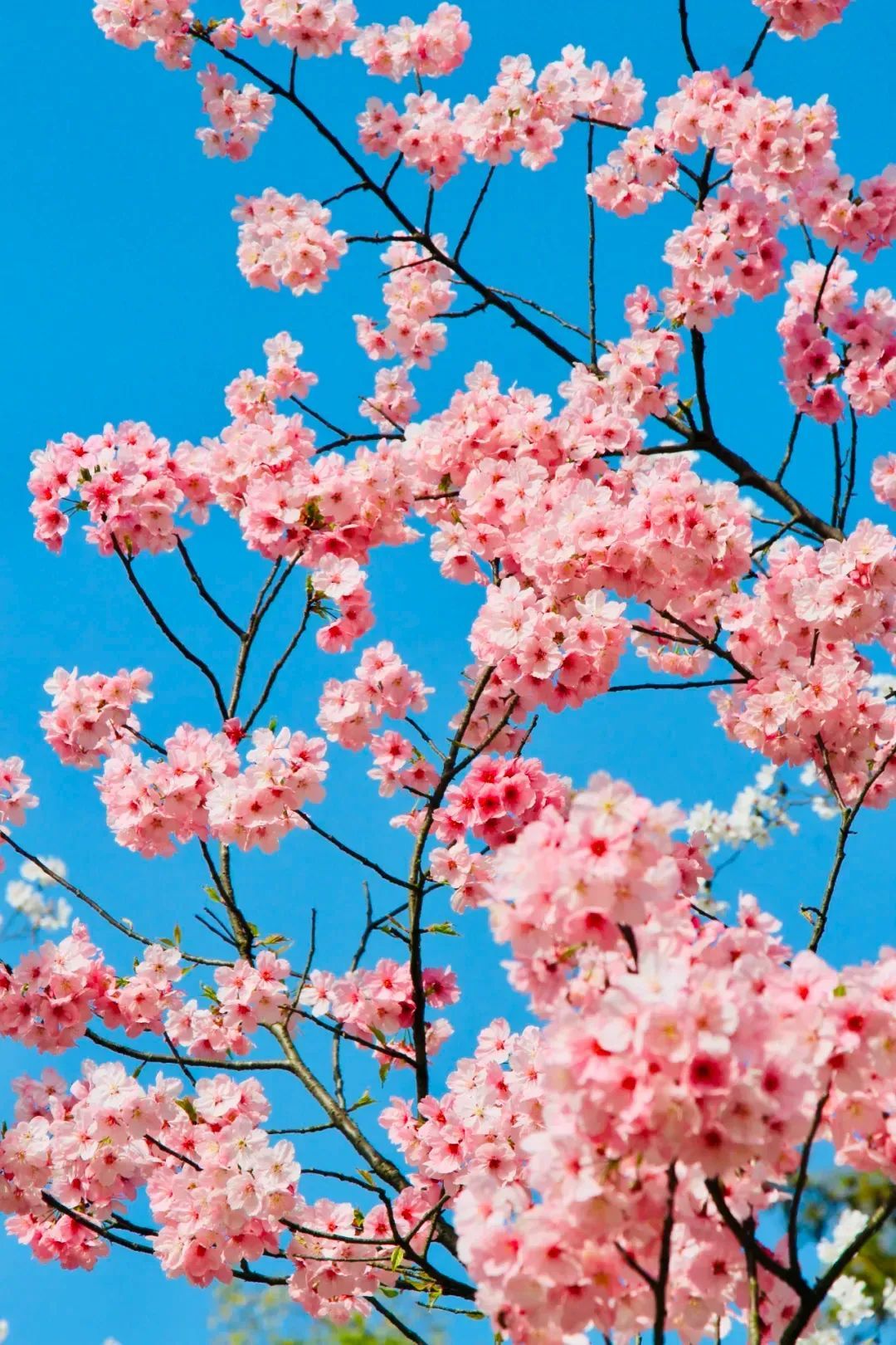 东湖樱园暂停营业原因,东湖樱花园暂停开放该从哪进