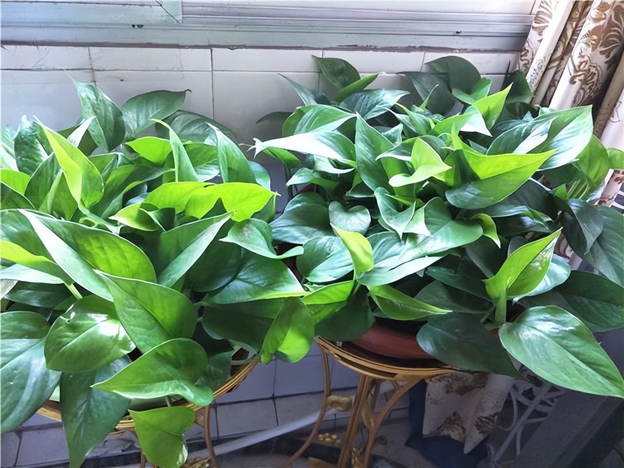 适合懒人在家养的10种花,户外适合懒人养的10种花