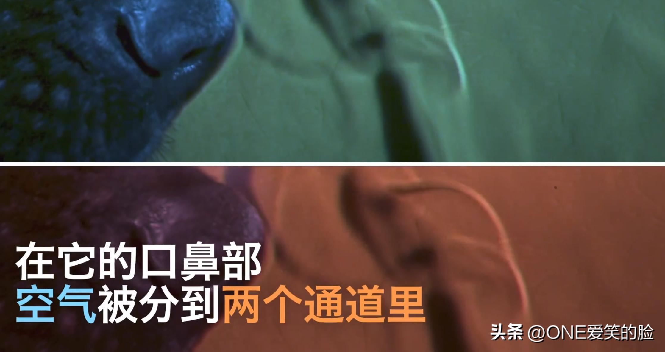 狗的鼻子为什么这么灵敏呢,猪和狗的鼻子谁更灵敏