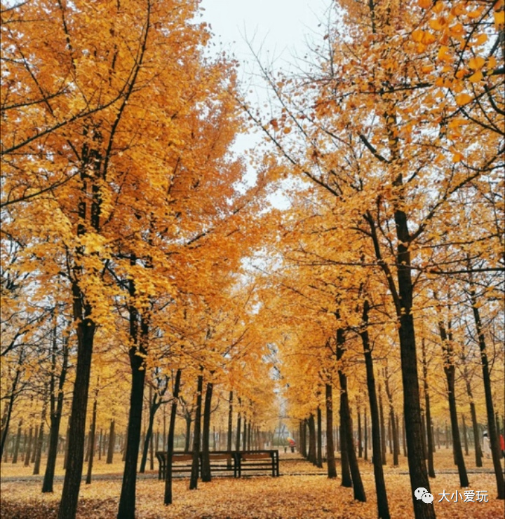 京城赏秋打卡胜地,北京赏秋小众景区