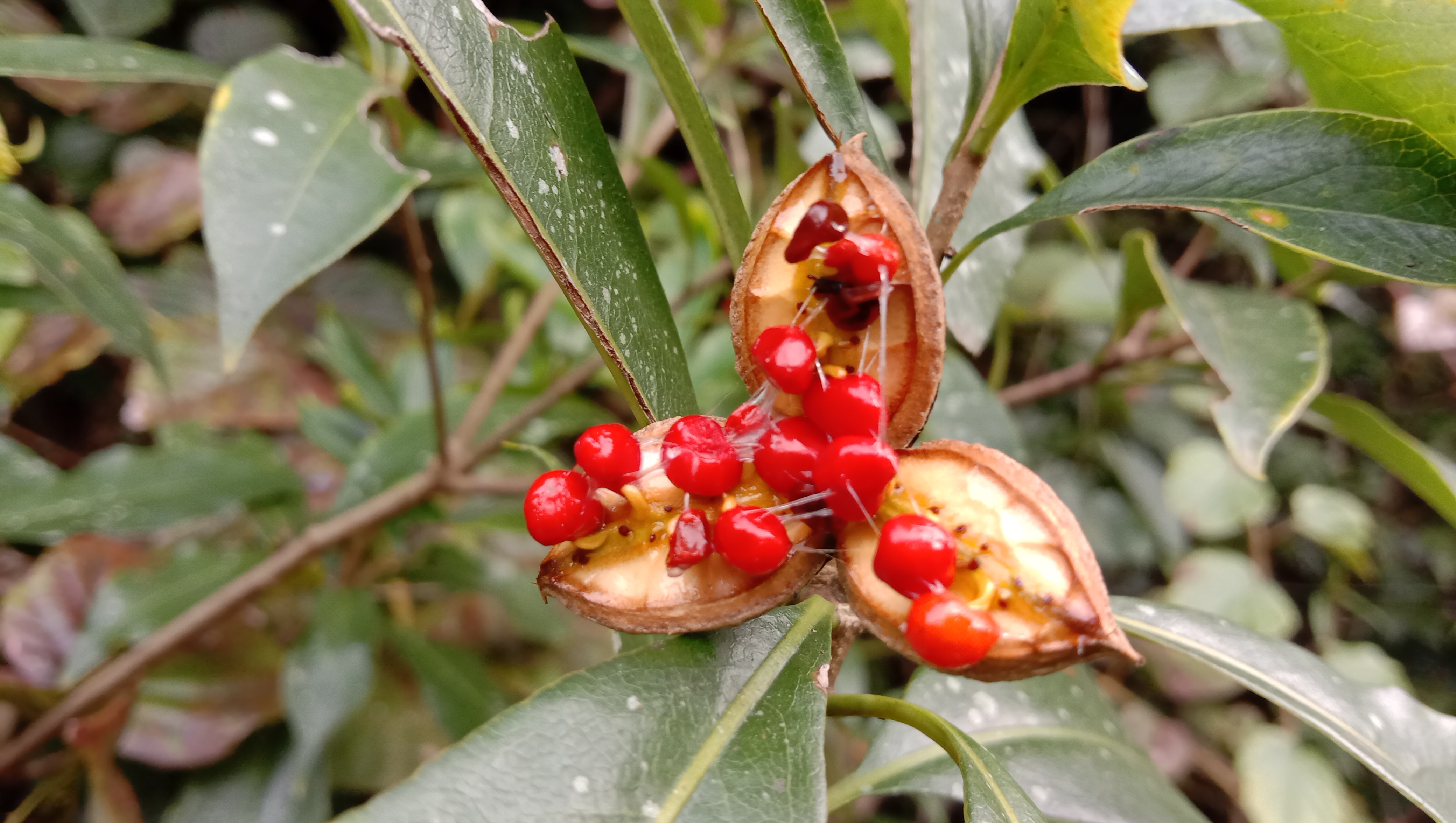 颜值这么高的崖花子没人摘，叶子煮水洗澡，解皮肤痒之痛苦